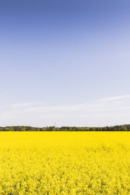 Kolza tohumu alan mavi gökyüzü ile