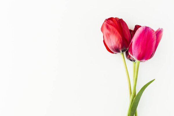 Tulip flowers on white table with copy space for your text top view.