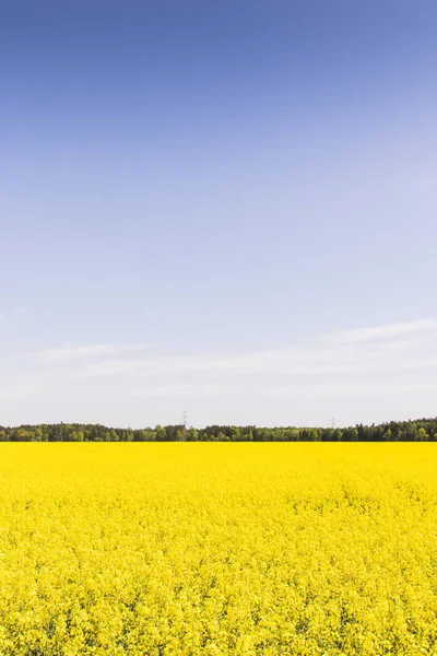 Rapeseed Field Blue Sky — Stock Photo, Image