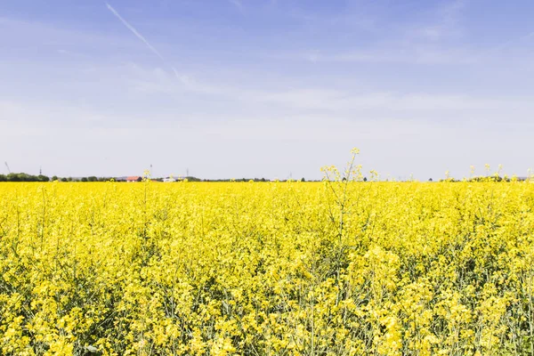 Rapeseed Field Blue Sky — Stock Photo, Image