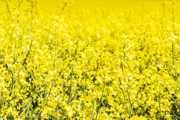 Rapeseed Field Blue Sky — Stock Photo, Image