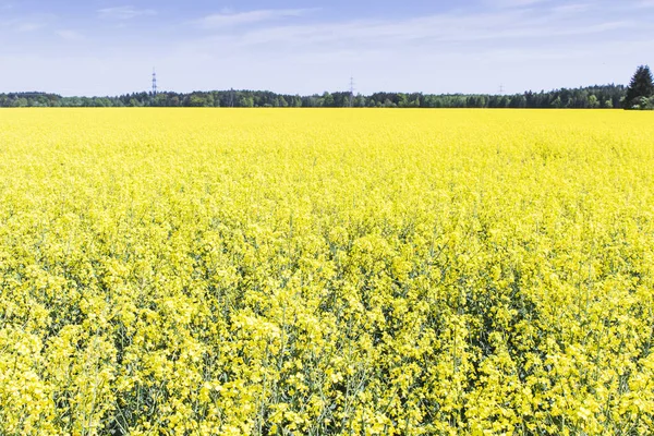 Rapeseed Field Blue Sky — Stock Photo, Image