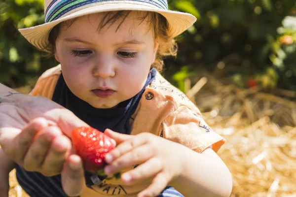 Hasır şapka çilek çilek alanında toplama bir bebekle