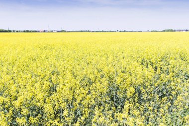 Kolza tohumu alan mavi gökyüzü ile