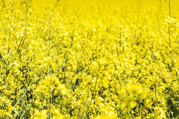 Rapeseed Field Blue Sky — Stock Photo, Image