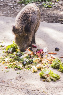 birkaç jabalies meyve ve sebze yemek