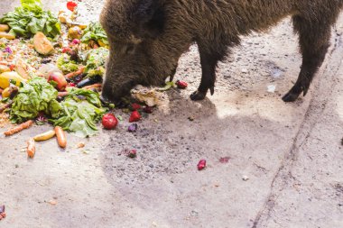 birkaç jabalies meyve ve sebze yemek