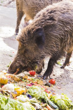 birkaç jabalies meyve ve sebze yemek