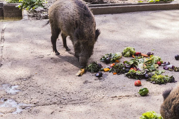 birkaç jabalies meyve ve sebze yemek