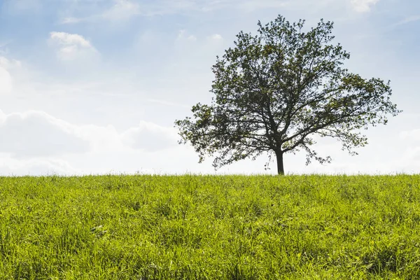 Een Boom Het Midden Van Groene Weide Met Blauwe Hemelachtergrond — Stockfoto