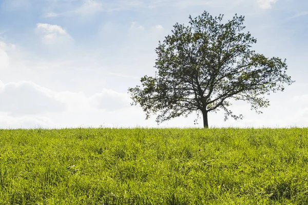 Albero Mezzo Prato Verde Con Sfondo Cielo Blu — Foto Stock