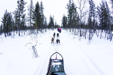 Huskies güzel manzara ile kızak köpek