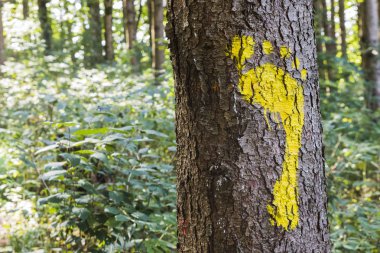Yaya için ormandaki bir ağaç üzerinde sarı bir ayak izi imzalar. Geçit sembolü.