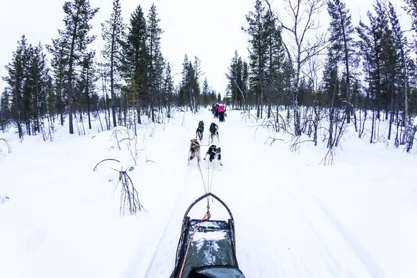 在美丽的风景的狗雪橇与哈士奇 — 图库照片