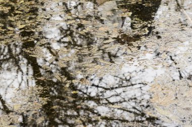 Bir ağaç yansıması su ile sonbahar yaprakları