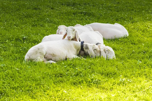 Several Sheep Lying Green Fields — Stock Photo, Image