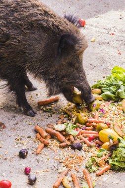 birkaç jabalies meyve ve sebze yemek