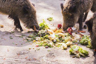 birkaç jabalies meyve ve sebze yemek