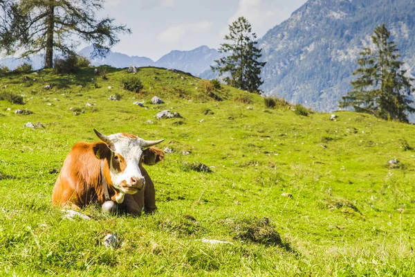 Cows Green Meadows Alps Europe — Stock Photo, Image