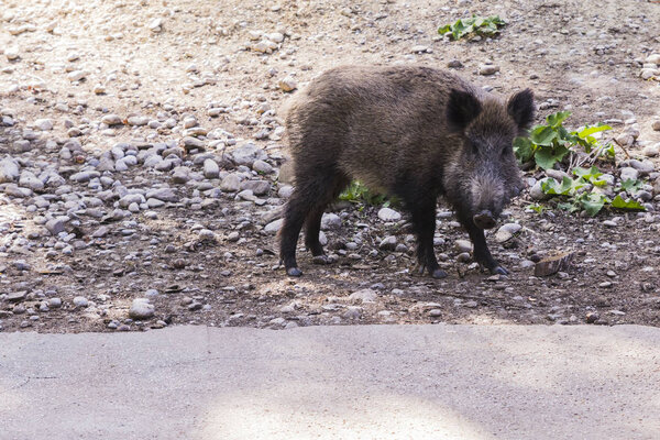 several jabalies eating fruits and vegetables