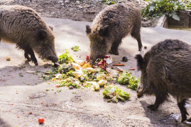 birkaç jabalies meyve ve sebze yemek