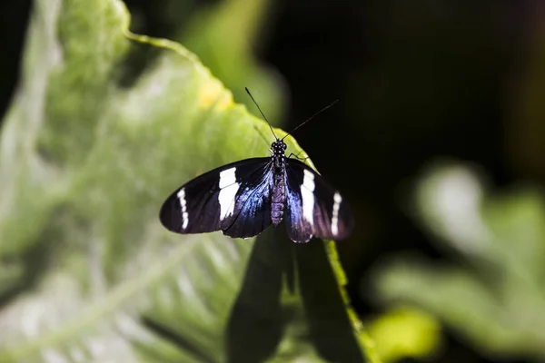 Půvabný Motýl Zelený List Zahradě — Stock fotografie