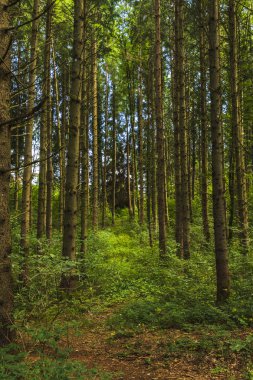 Bir orman içinde ağaç görünümü