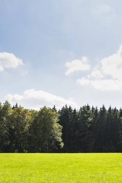 Une Prairie Verte Côté Forêt — Photo