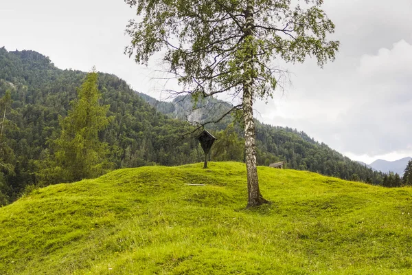 Ein Baum Inmitten Einer Grünen Wiese Neben Einem Wald — Stockfoto