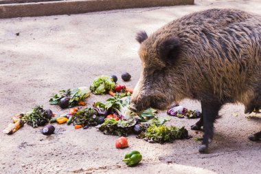 birkaç jabalies meyve ve sebze yemek
