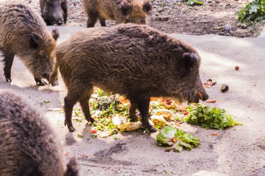 birkaç jabalies meyve ve sebze yemek