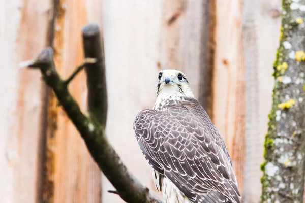 Saker Falcon Falco Cherrug Bavière Allemagne Europe — Photo