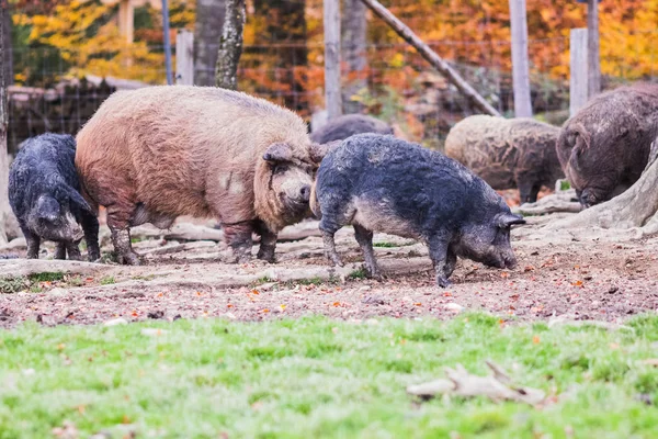 Pigs of the mangalica breed in the field — Stock Image Pigs Mangalica Breed Field Stock Image