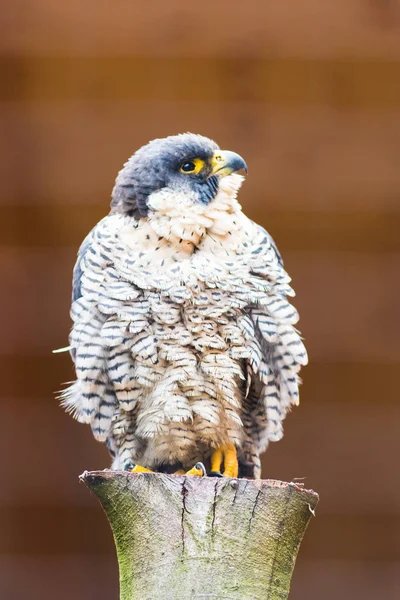 Peregrine Falcon Falco Peregrinus Bavaria Germany Europe — Stock Photo, Image