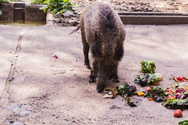 birkaç jabalies meyve ve sebze yemek