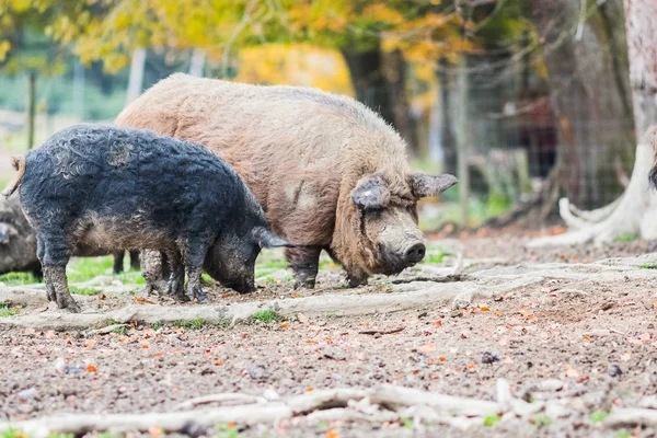 Pigs of the mangalica breed in the field — Stock Image Pigs Mangalica Breed Field Stock Image