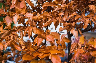 Kahverengi bitkilerin doğal desen arka plan