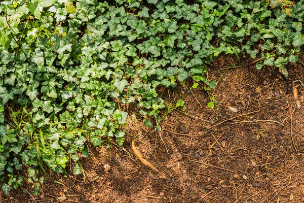 Natural Pattern Background Green Plants — Stock Photo, Image