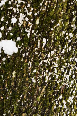 Closeup kaba ağaç kabuğu doku