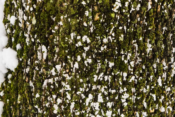 Closeup Textura da casca da árvore áspera — Fotografia de Stock