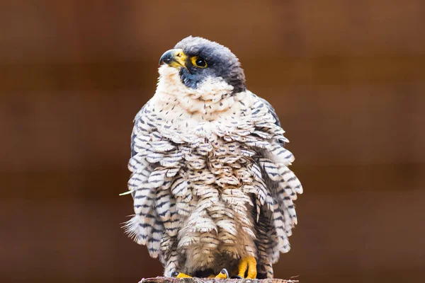 Peregrine Falcon (Falco peregrinus). Bavaria, Germany, Europe. — Stock Photo, Image