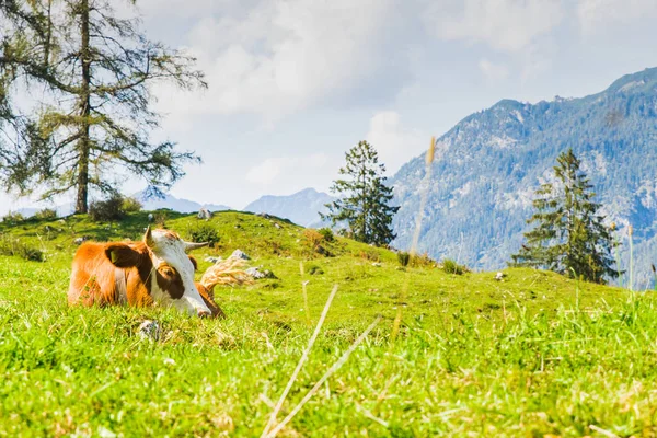 Vaches dans les prairies verdoyantes des Alpes — Photo