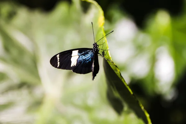 Симпатичная бабочка, сидящая на зеленом листе в саду — стоковое фото