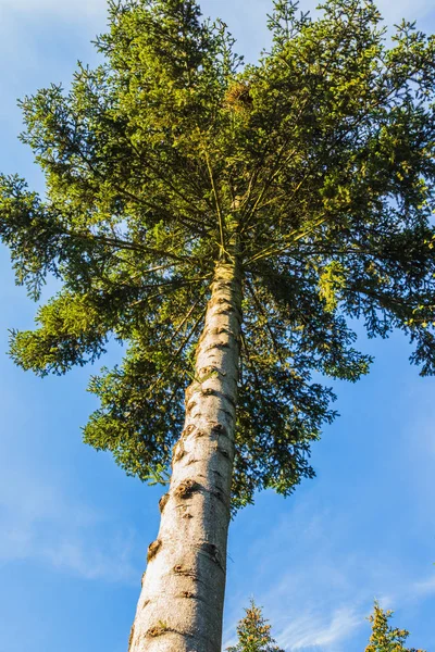 Weergave van bomen van binnen een forest — Stockfoto