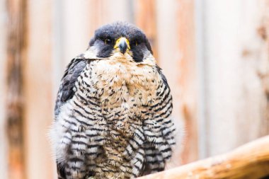 Peregrine Falcon (Falco peregrinus). Bavyera, Almanya, Europe.