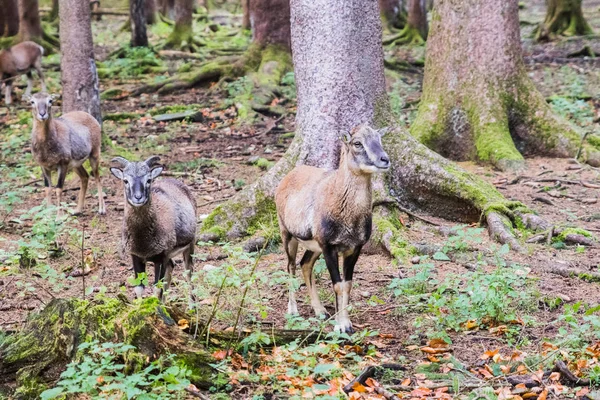 Muflone maschio nella foresta — Foto Stock