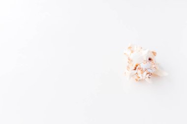 Seashells. Kopyalama alanı ile üstte görünüm.