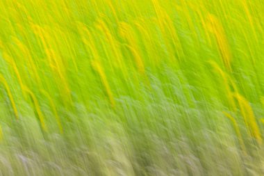 Ayçiçeği tarlası yağ üretimi için tohuma dikildi.