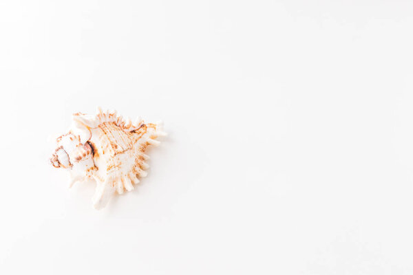 Seashells. Top view with copy space.