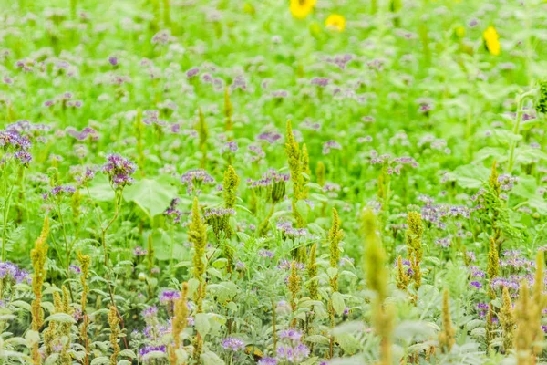 Sunflower field planted to seed for oil production. — Stock Photo, Image